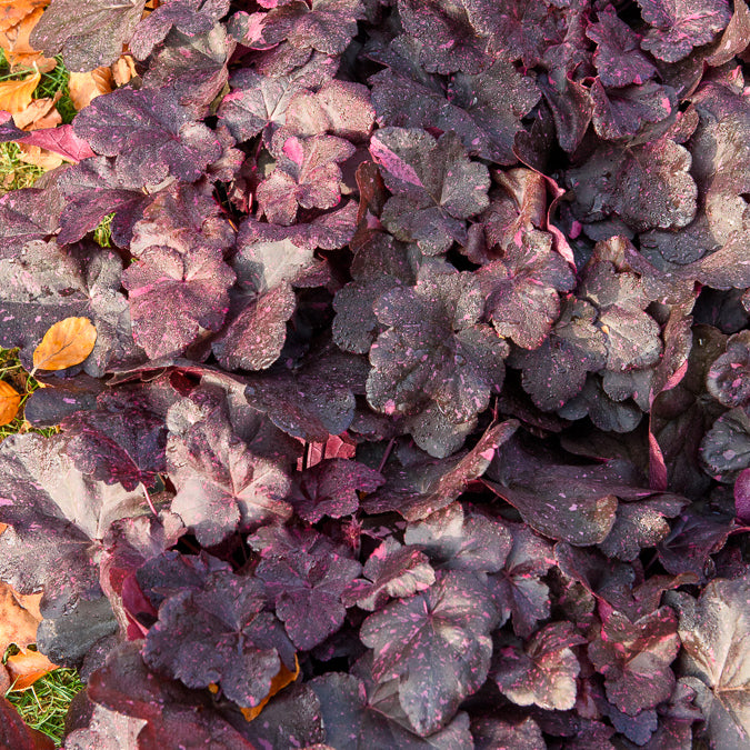 Heuchera - Purpurglöckchen - Purpurglöckchen ‘Midnight Rose’ - Heuchera Midnight Rose
