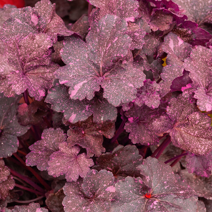 Purpurglöckchen ‘Midnight Rose’ - Bakker