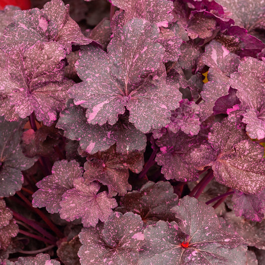 Purpurglöckchen ‘Midnight Rose’ - Bakker