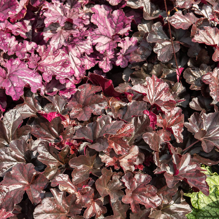 Heuchera Obsidian - Heuchera obsidian - Bakker