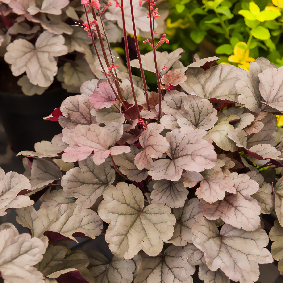 Heuchera silver gumdrop  ( dolce series ) - Purpurglöckchen 'Silver Gumdrop' - Heuchera - Purpurglöckchen