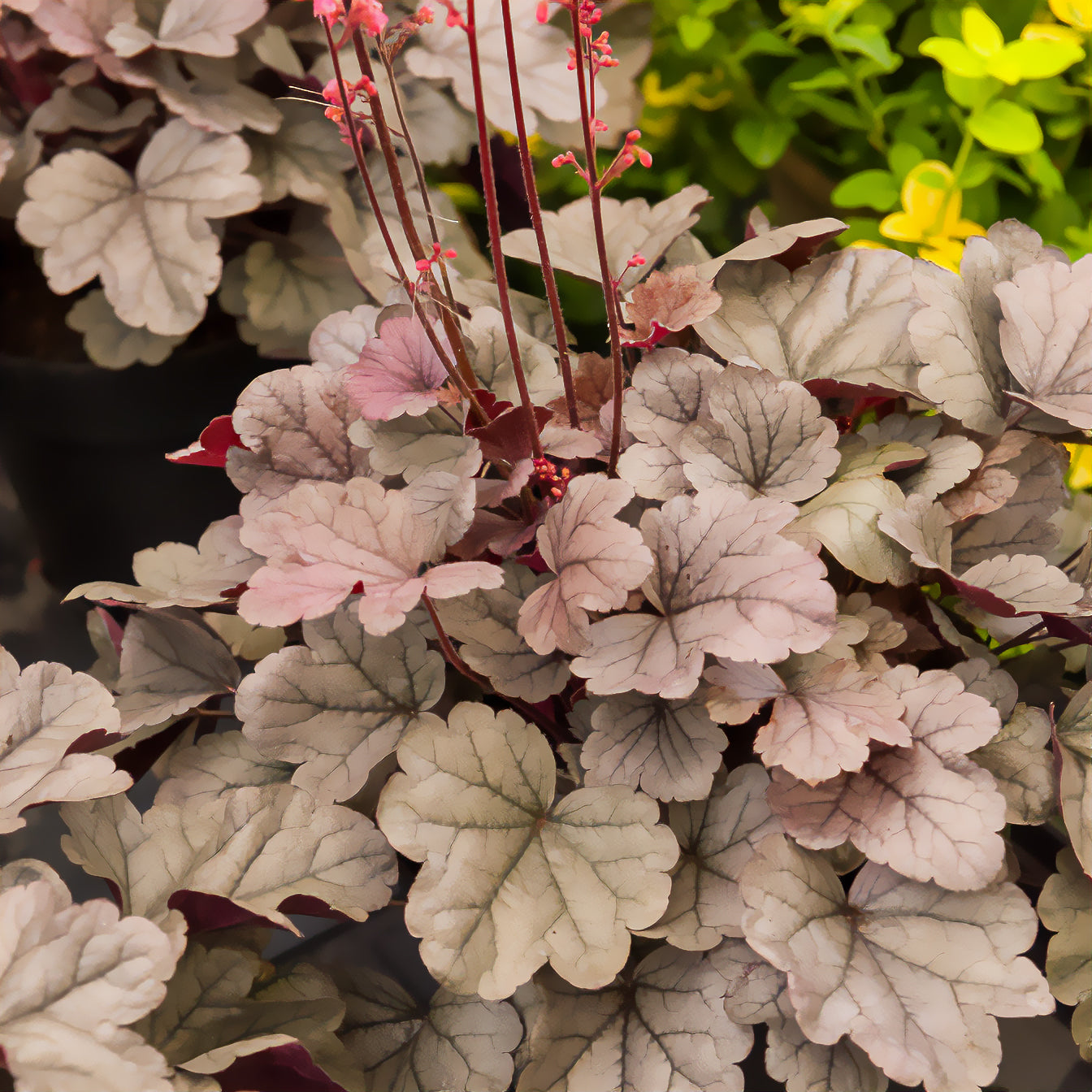 Heuchera silver gumdrop  ( dolce series ) - Purpurglöckchen 'Silver Gumdrop' - Heuchera - Purpurglöckchen