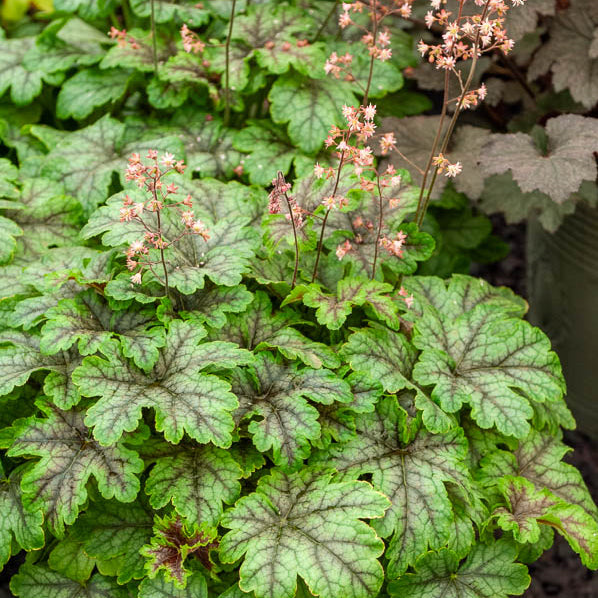 Heucherella Tapestry - Heucherella Tapestry - Bakker