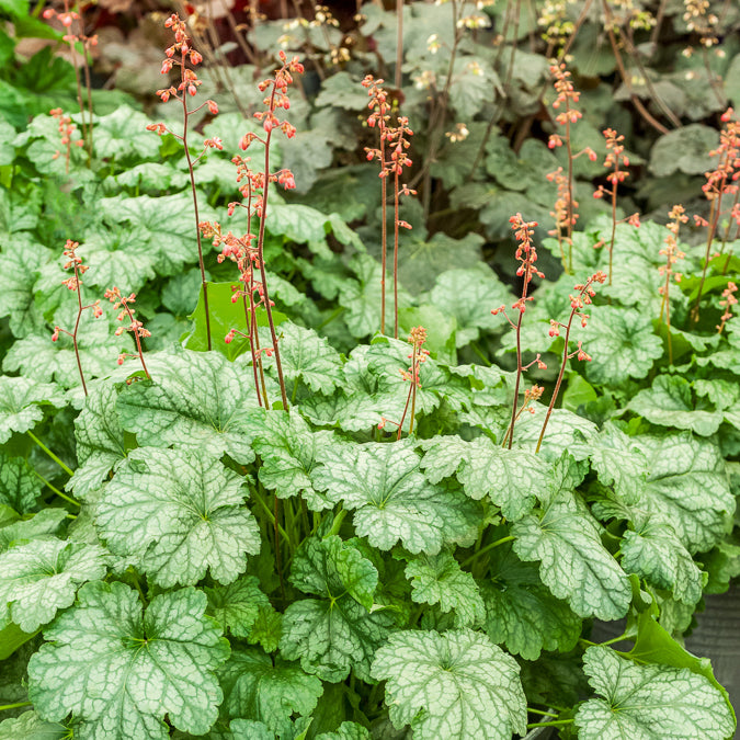 Heuchera Paris - Heuchera Paris - Bakker