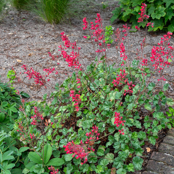 Purpurglöckchen ‘Leuchtkäfer’ - Heuchera sanguinea Leuchtkäfer - Bakker