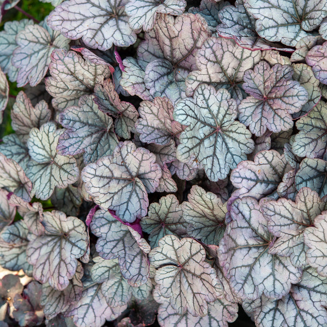 Purpurglöckchen ‘Sugar Plum’ - Heuchera Sugar Plum - Bakker