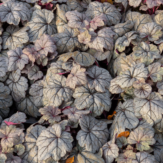 Purpurglöckchen ‘Sugar Plum’ - Bakker