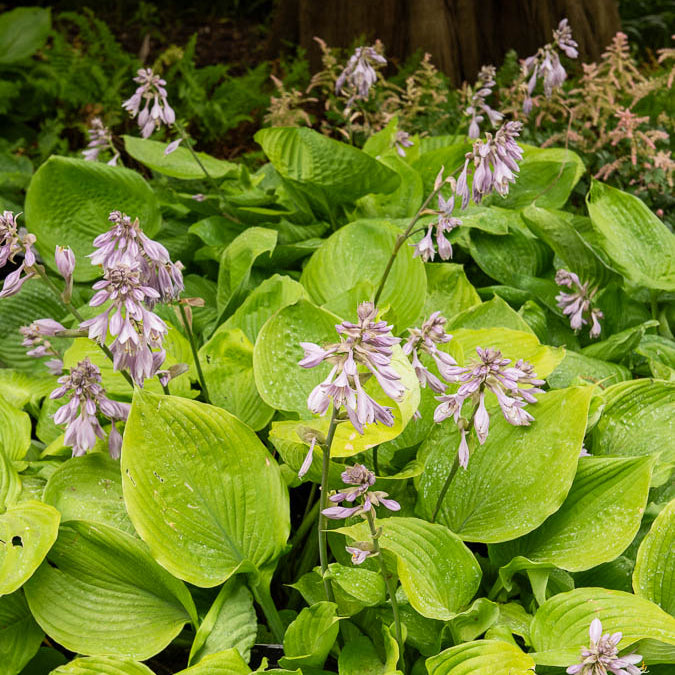Funkie ‘Sum and Substance’ - Hosta sum and substance - Bakker