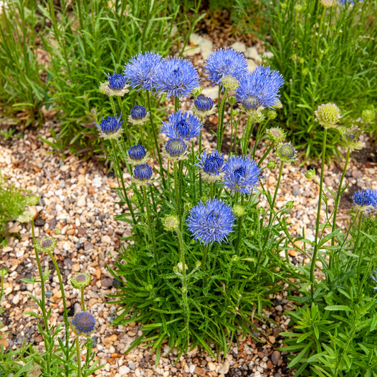 Ausdauerndes Sandglöckchen Blaulicht - Bakker
