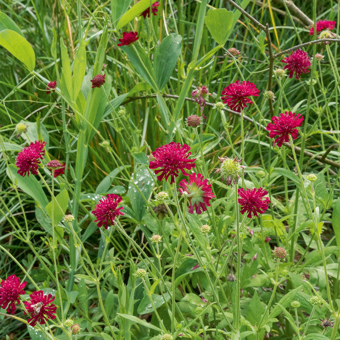 Kleine Mazedonische Skabiose Mars Midget - Knautia macedonica Mars Midget - Bakker