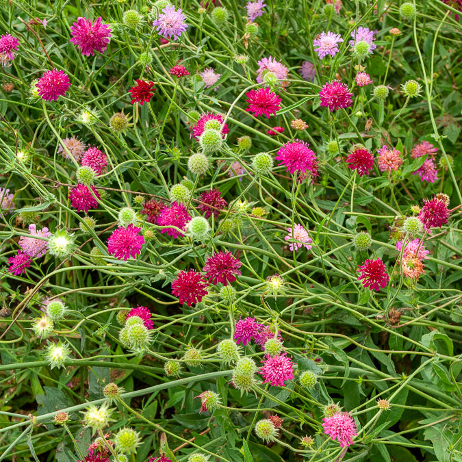 Stauden - Knautie ‘Melton Pastels’ - Knautia macedonica Melton Pastels