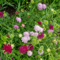 Knautie ‘Melton Pastels’ - Knautia macedonica Melton Pastels - Bakker