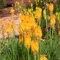 Kniphofia mango popsicle ( popsicle series ) - Tritoma Mango Popsicle - Kniphofia