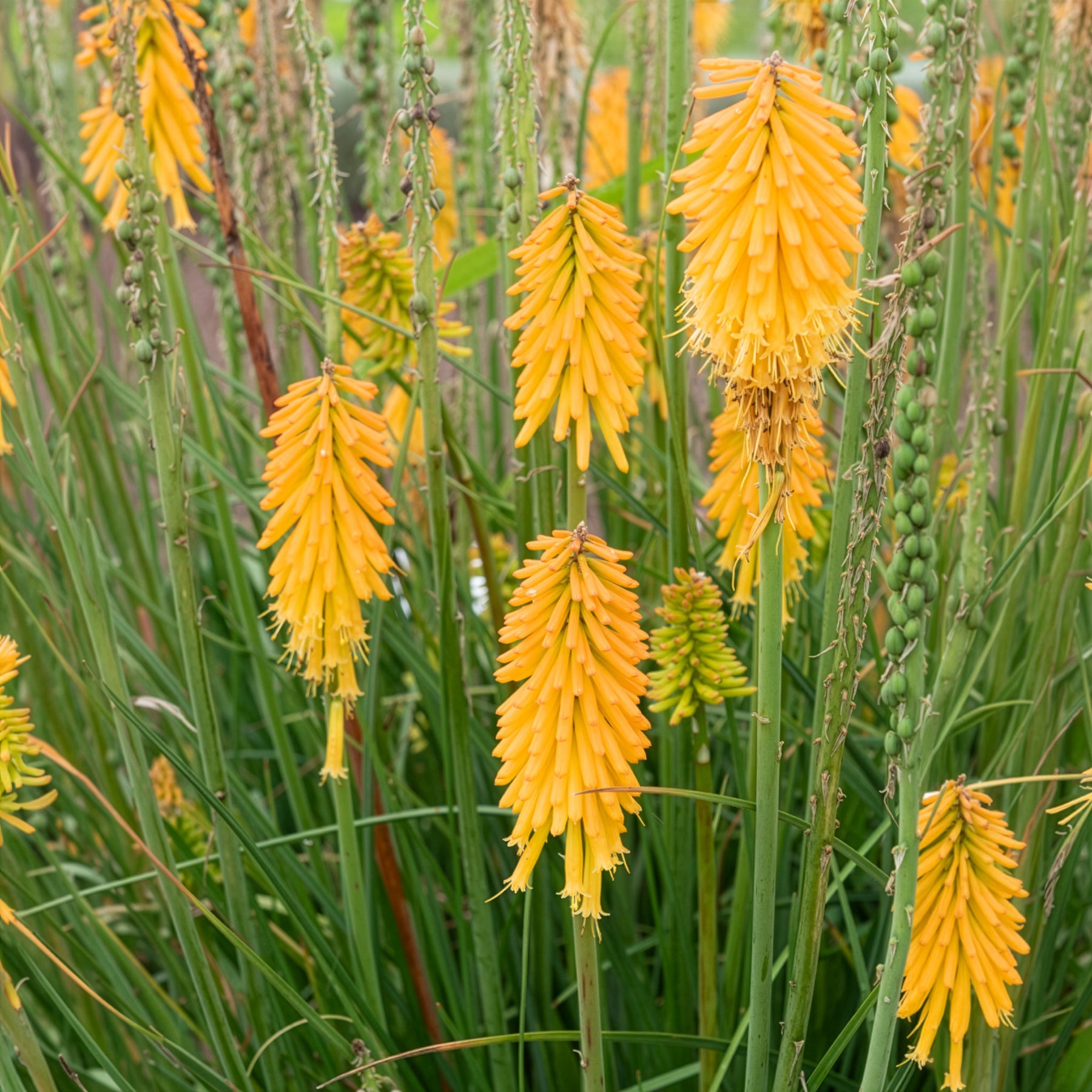 Kniphofia - Tritoma Mango Popsicle - Kniphofia mango popsicle ( popsicle series )
