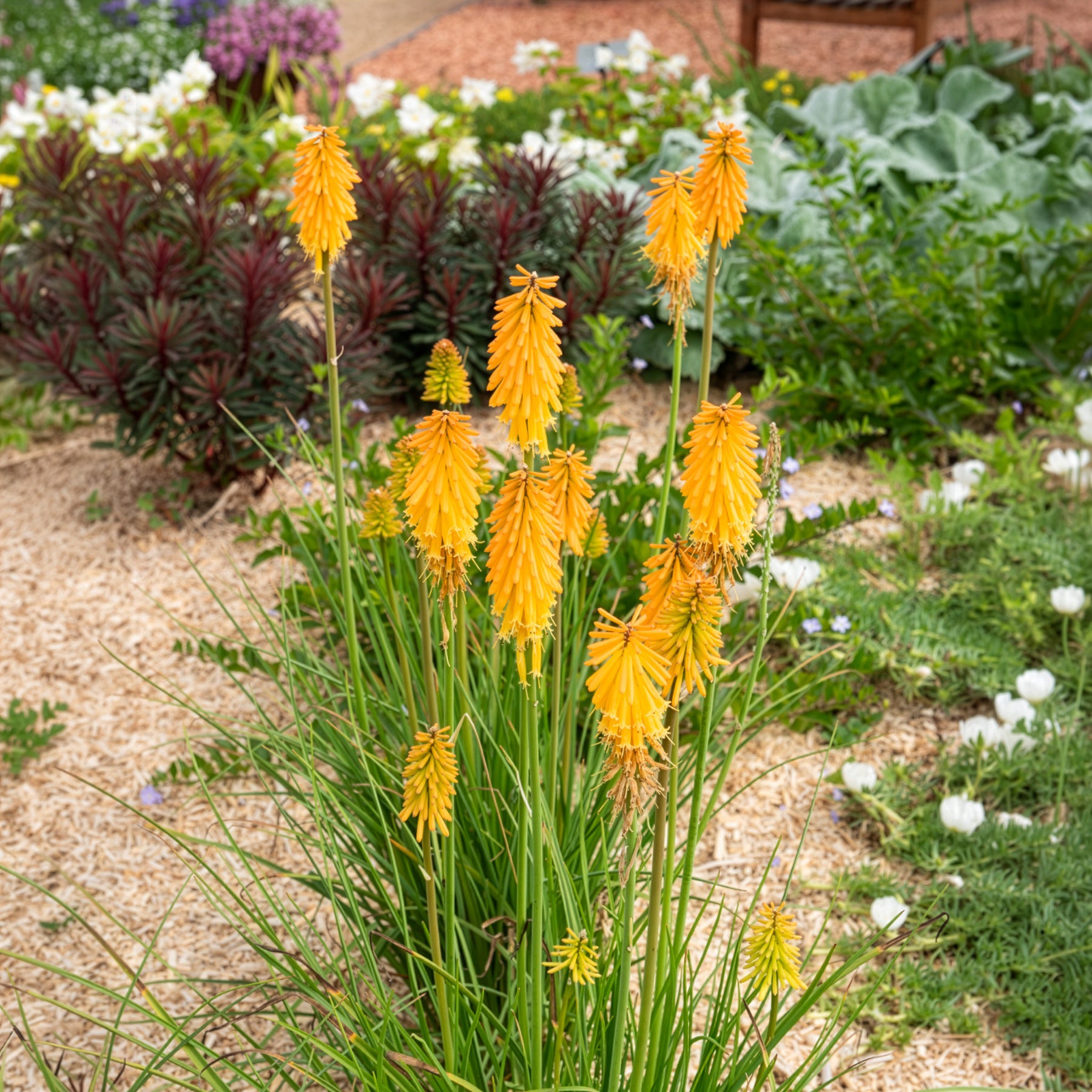 Verkauf Tritoma Mango Popsicle - Kniphofia mango popsicle ( popsicle series )
