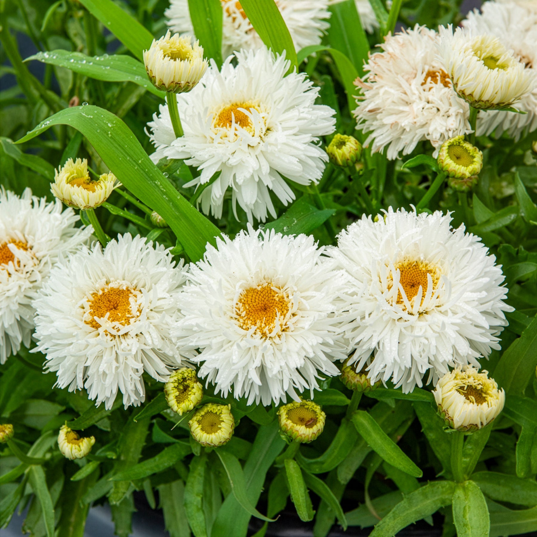 Großblumige Margerite Laspider - Bakker