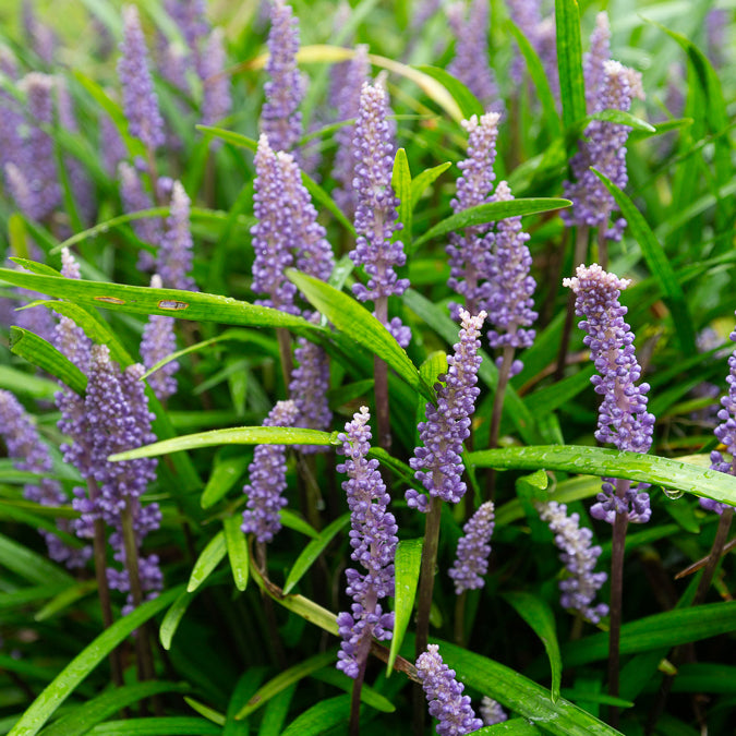 Liriope muscari - Bakker