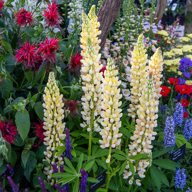 Lupinus polyphyllus Chandelier - Lupine 'Chandelier' - Lupine