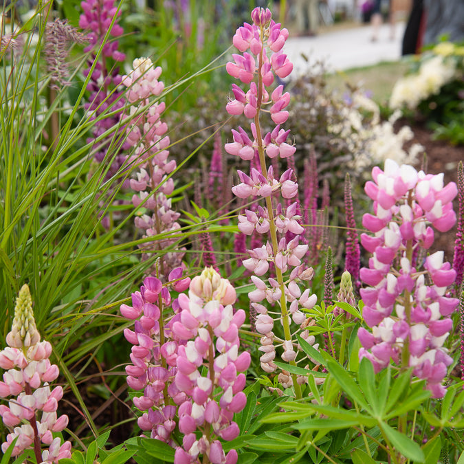 Lupine 'Gallery Pink' - Lupinus Gallery Pink - Bakker