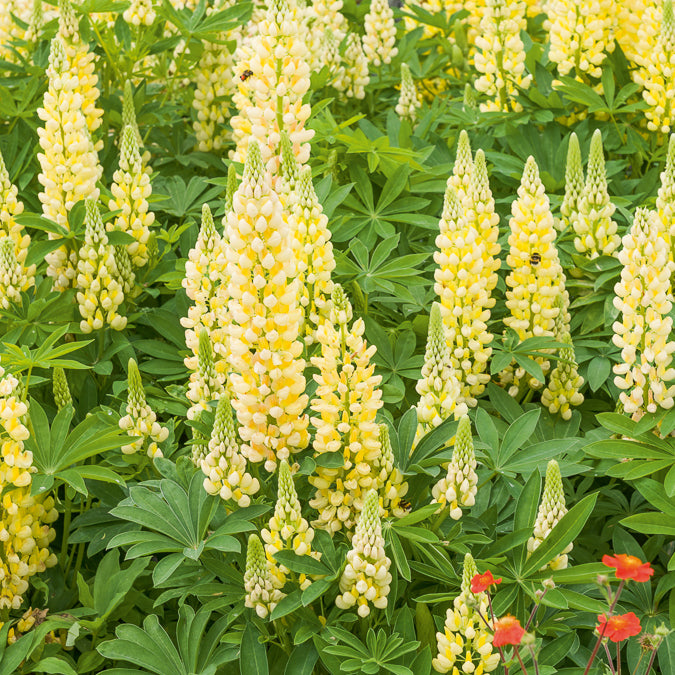 Lupine 'Gallery Yellow' - Lupinus Gallery Yellow - Bakker