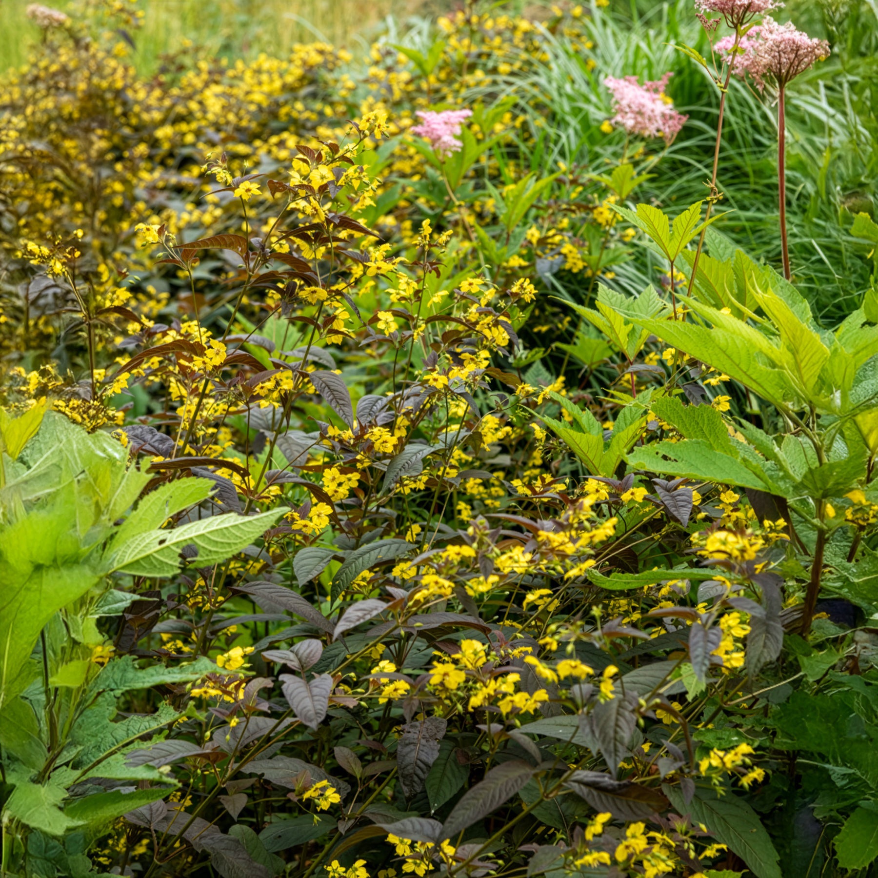 Felberich - Bewimperter Felberich Firecracker - Lysimachia ciliata Firecracker