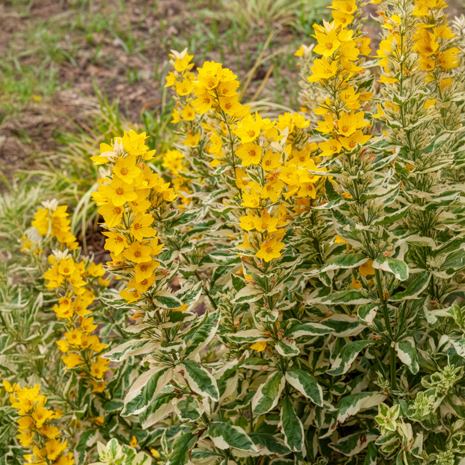 Felberich - Gilbweiderich Alexander - Lysimachia punctata Alexander