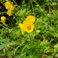 Blühende Stauden - Kambrischer Scheinmohn - Meconopsis cambrica