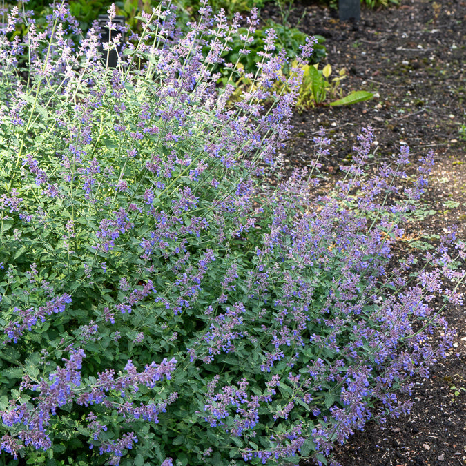 Blaue Katzenminze 'Dropmore' - Nepeta faassenii Dropmore - Bakker