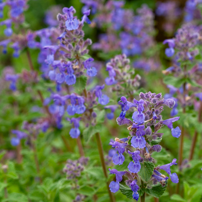 Nepeta mussinii - Katzenminze mussinii - Nepeta