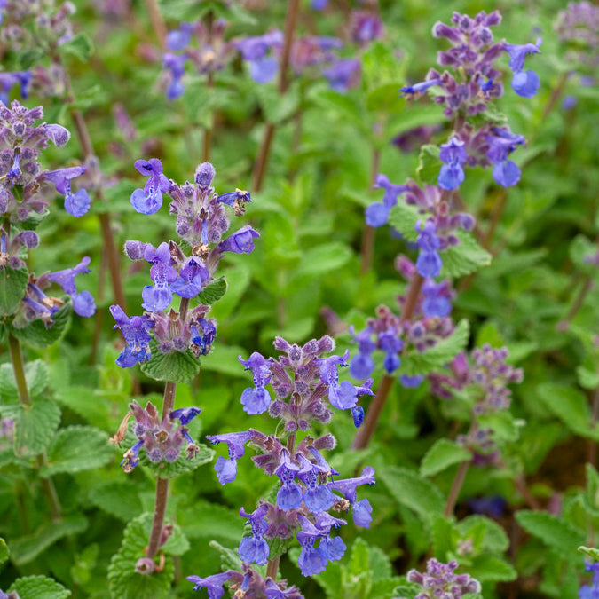 Nepeta - Katzenminze mussinii - Nepeta mussinii
