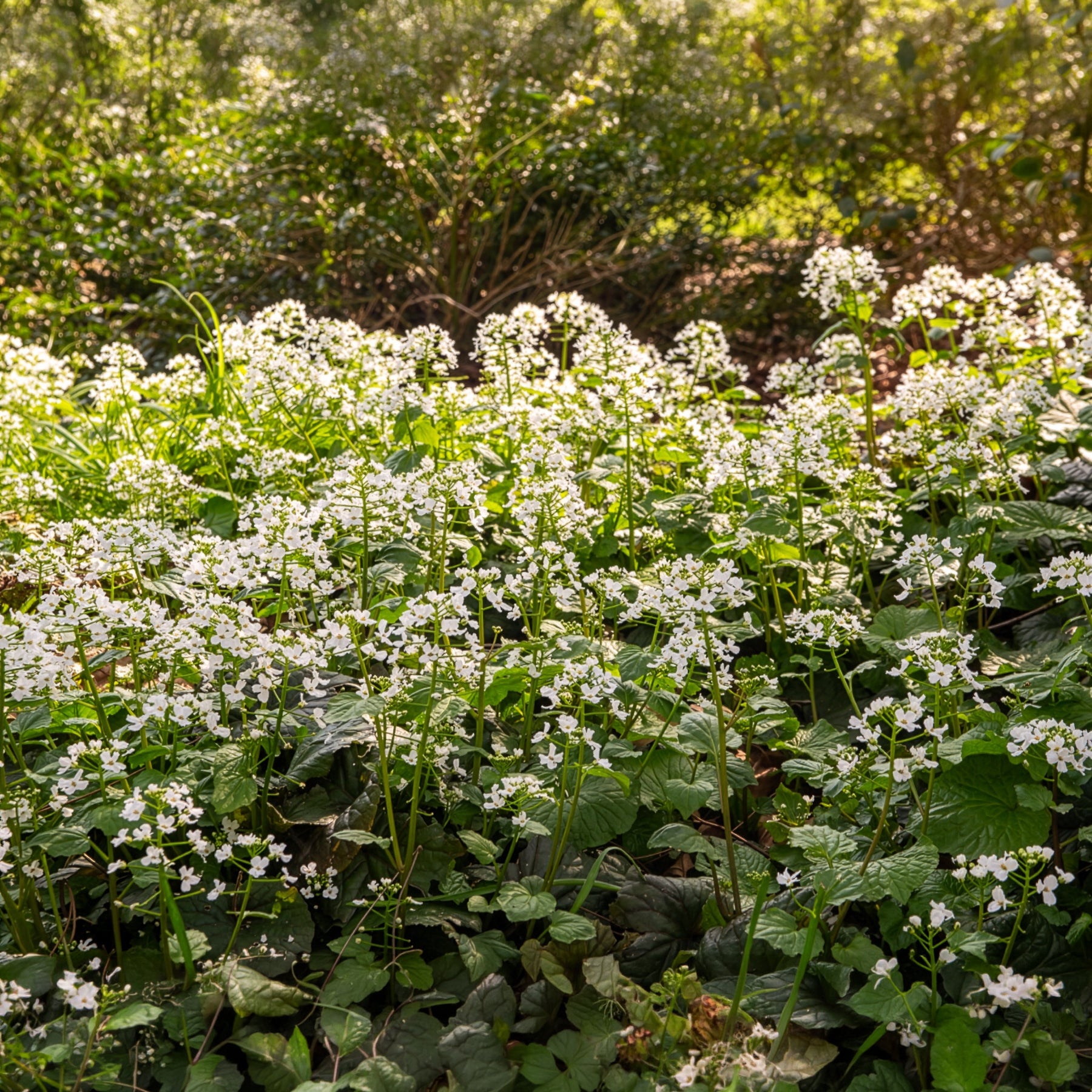 Verkauf Großblättrige Schaumkraut - Pachyphragma macrophyllum