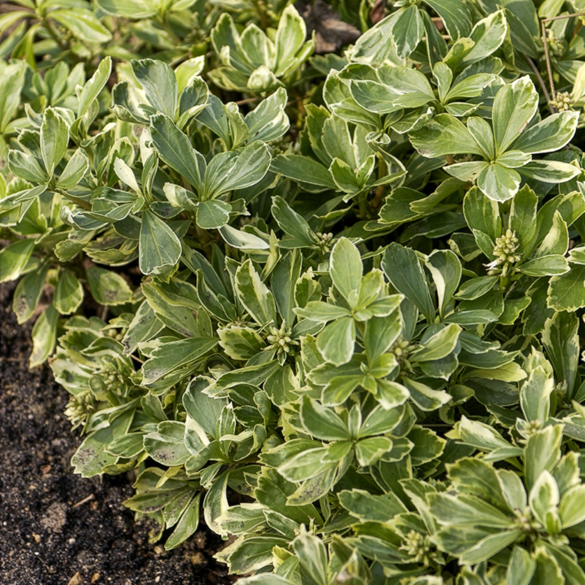 Pachysandra terminalis variegata - Schattengrün Variegata - Mehrjährige Bodendecker