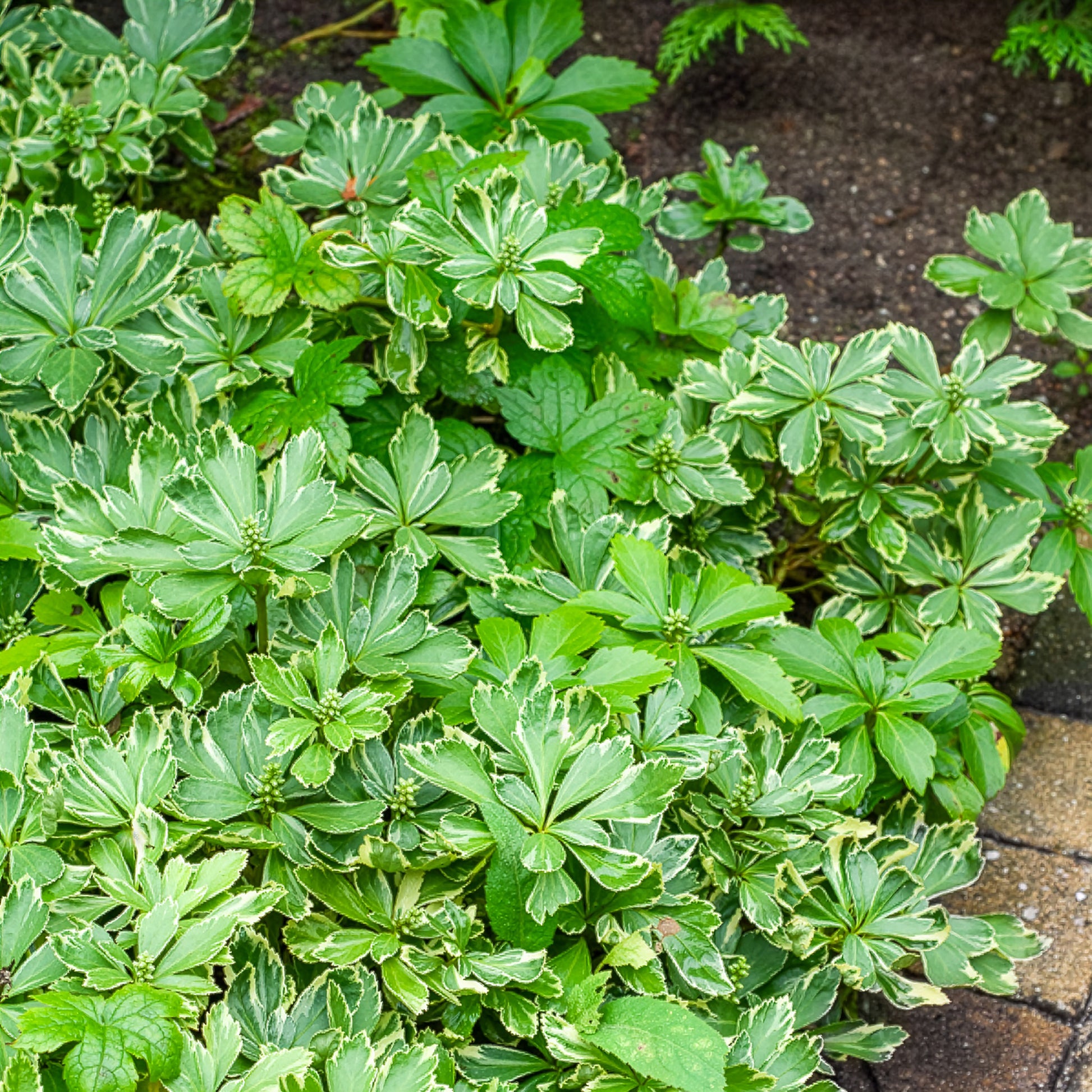 Schattengrün Variegata - Pachysandra terminalis variegata - Bakker