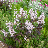 Galane - Bartfaden ‘Husker Red’ - Penstemon digitalis Husker Red