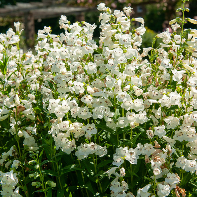 Bartfaden ‘White Bedder’ - Bakker