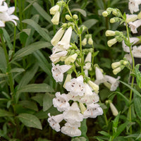 Penstemon White Bedder - Bartfaden ‘White Bedder’ - Galane