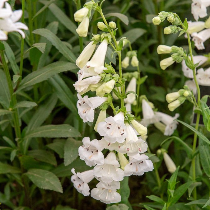 Penstemon White Bedder - Bartfaden ‘White Bedder’ - Galane