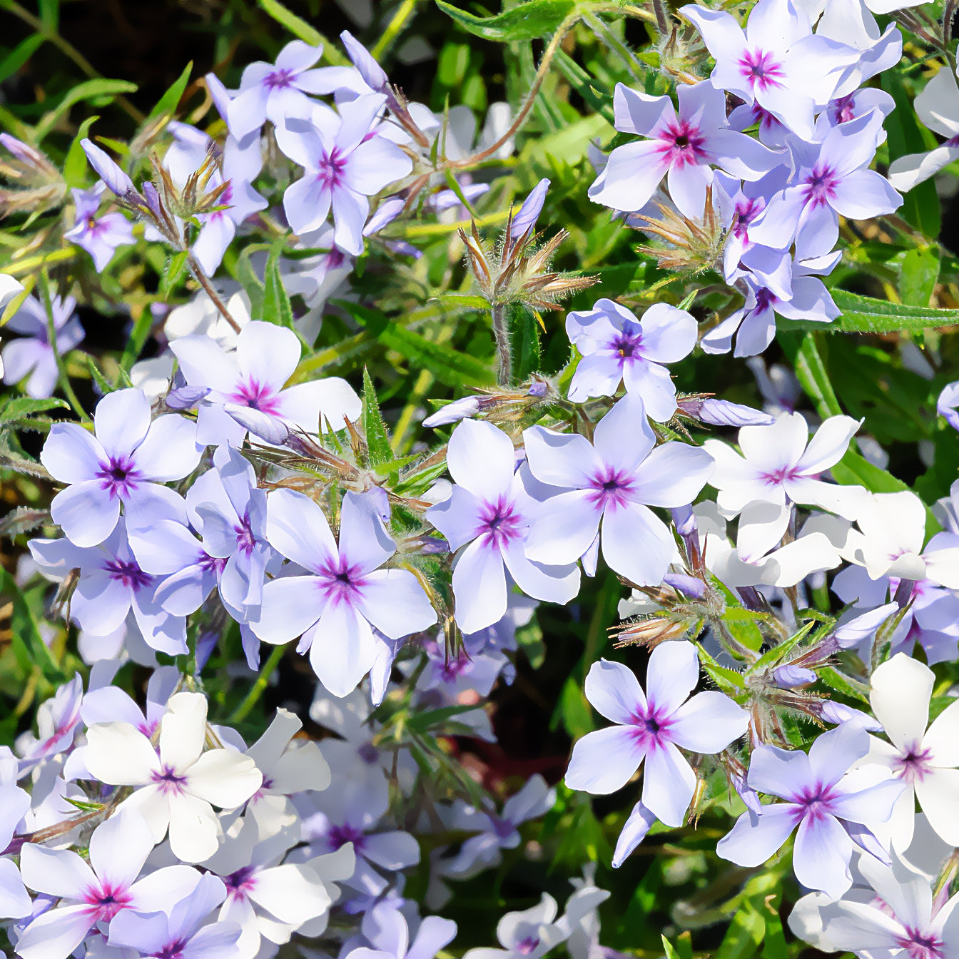 Wald-Phlox ‘Chattahoochee’ - Phlox divaricata chattahoochee - Bakker