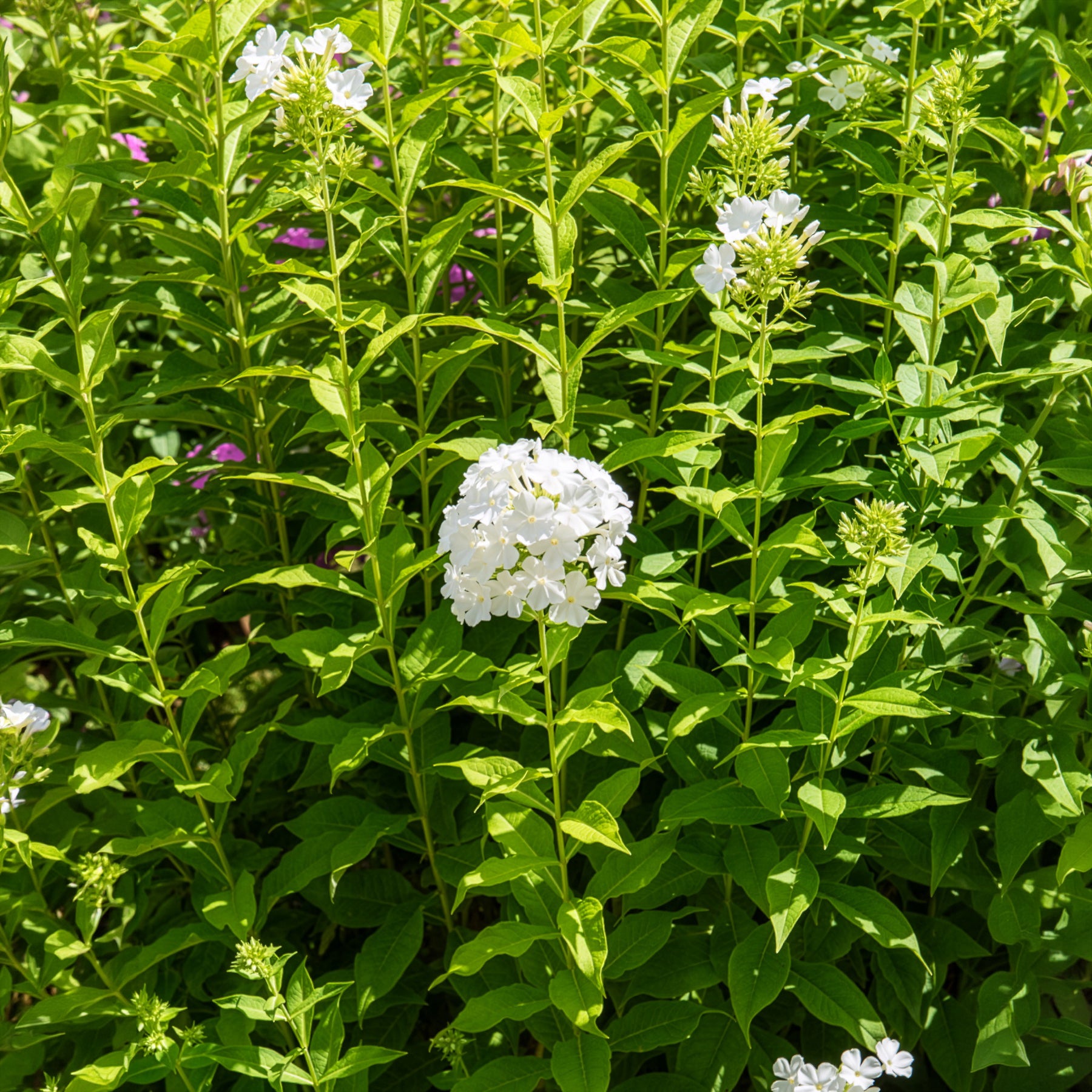 Hohe Flammenblume 'Fujiyama' - Phlox paniculata fujiyama - Bakker