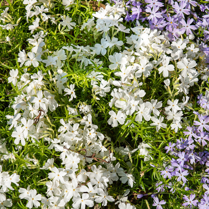 Phlox - Polster-Phlox ‘White Delight’ - Phlox subulata White Delight