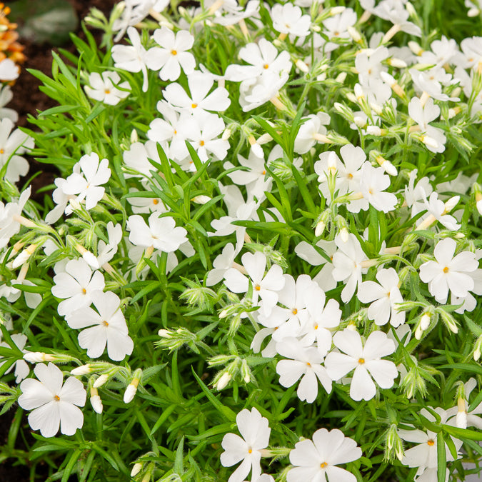 Polster-Phlox ‘White Delight’ - Bakker
