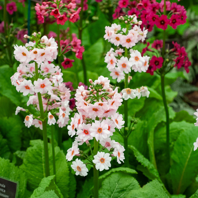 Japanische Etagenprimel Apple Blossom - Bakker
