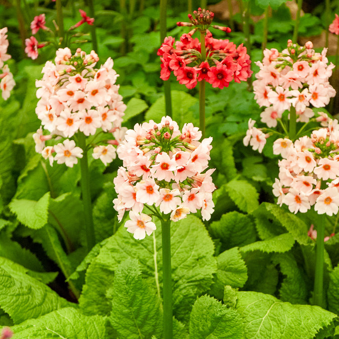Japanische Etagenprimel Apple Blossom - Primula japonica Apple Blossom - Bakker