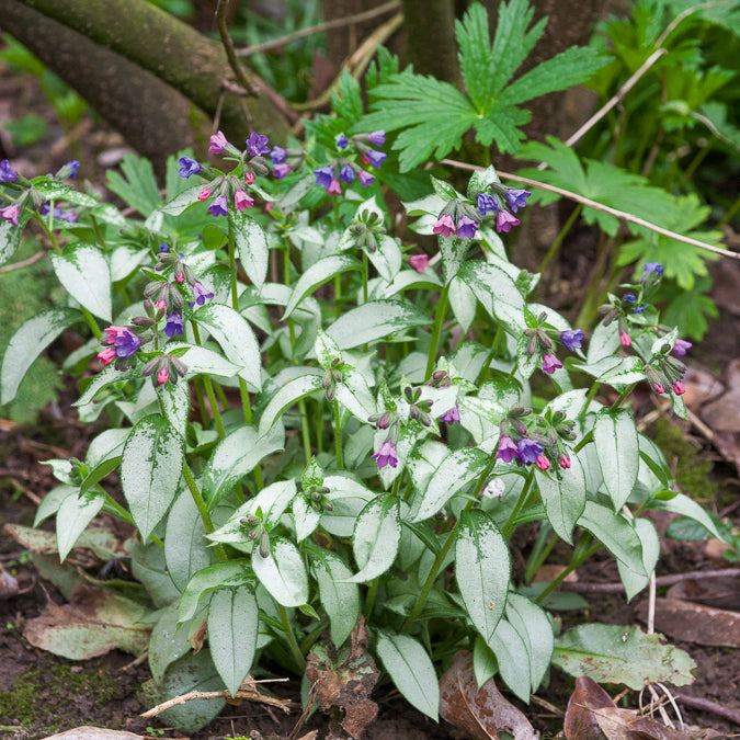 Lungenkraut ‘Majeste’ - Pulmonaria saccharata Majeste - Bakker