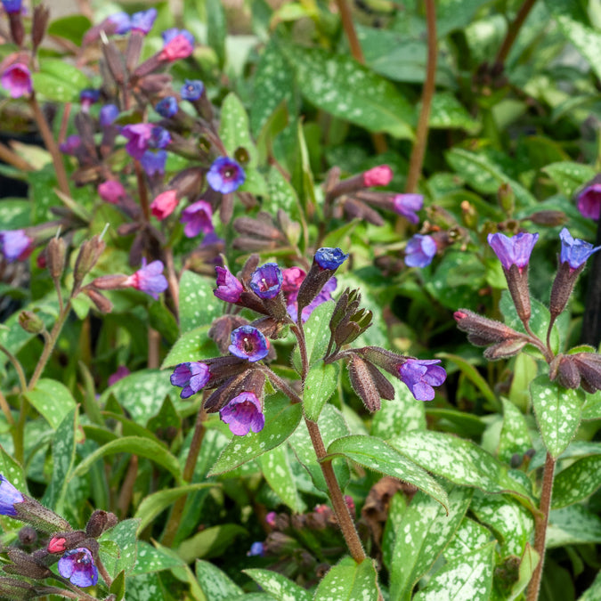 Pulmonaria saccharata Majeste - Lungenkraut ‘Majeste’ - Stauden