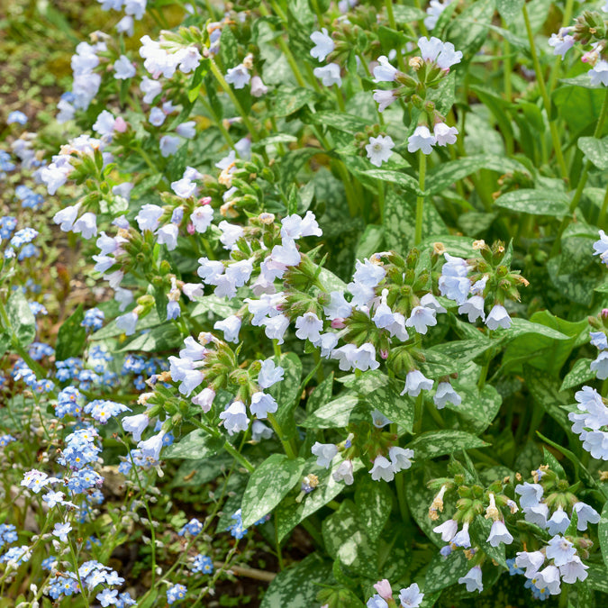 Lungenkraut ‘Opal’ - Pulmonaria Opal - Bakker