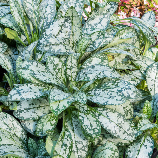 Lungenkraut ‘Opal’ - Bakker