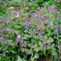 Offizielles Lungenkraut - Pulmonaria officinalis - Bakker