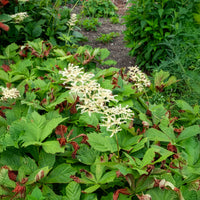 Rodgersia podophylla - Gestieltblättriges Schaublatt - Rodgersia - Schaublatt