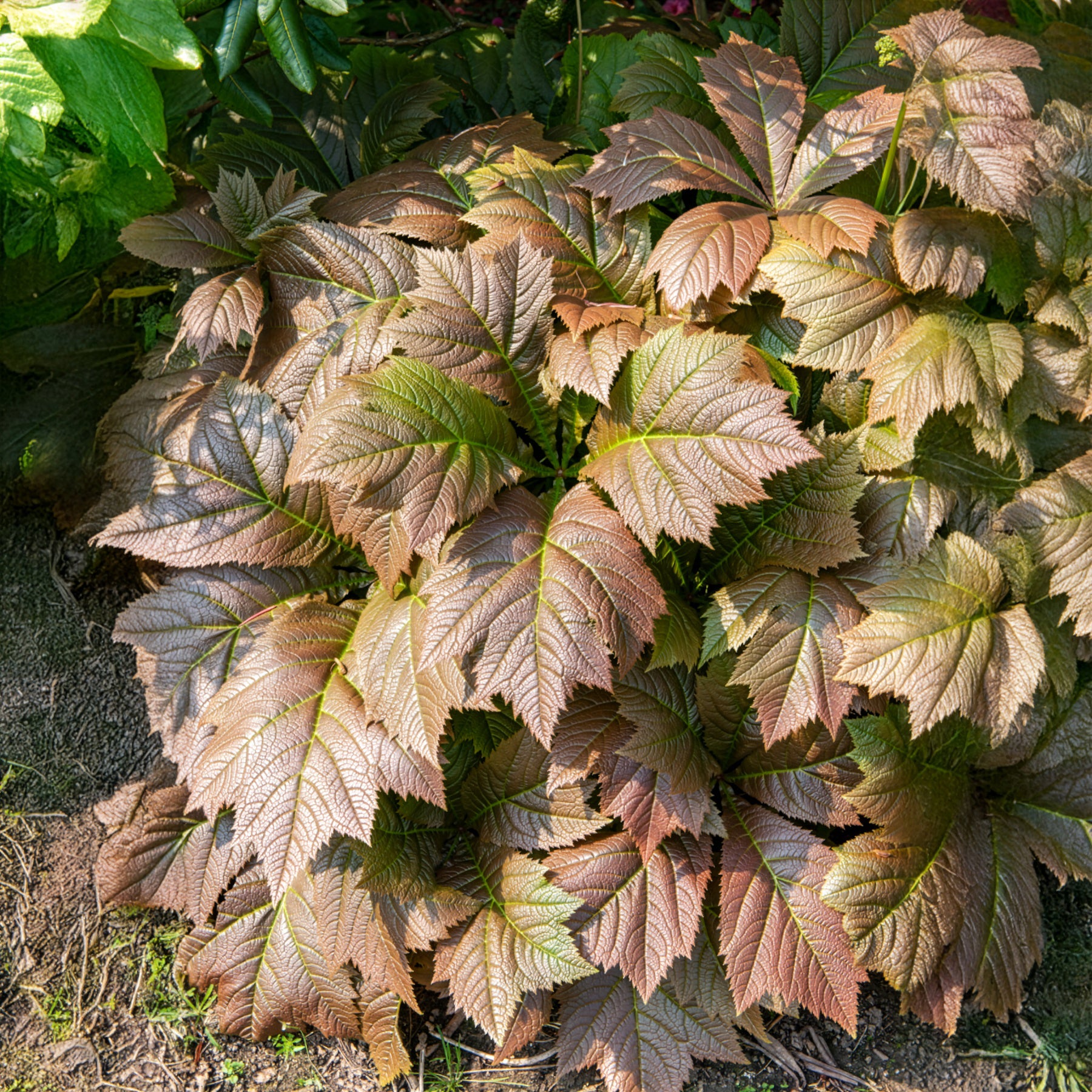 Gestieltblättriges Schaublatt - Rodgersia podophylla - Bakker